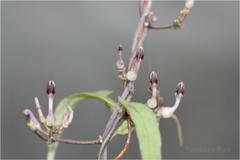 Ceropegia bulbosa var. bulbosa